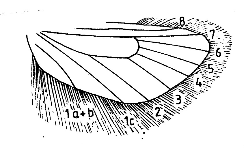Hindwing with venation and cilia of a prodoxid moth.